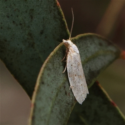 Prepocosma (genus) at Gundaroo, NSW - 11 Nov 2024 by ConBoekel