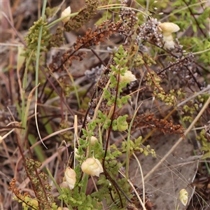 Cheilanthes sieberi subsp. sieberi at Gundaroo, NSW - 11 Nov 2024