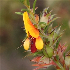 Pultenaea setulosa (Ragged Bush-pea) at Gundaroo, NSW - 11 Nov 2024 by ConBoekel