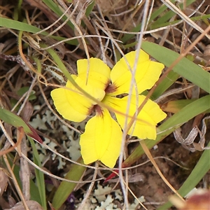 Goodenia hederacea subsp. hederacea at Gundaroo, NSW - 11 Nov 2024