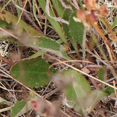 Goodenia hederacea subsp. hederacea at Gundaroo, NSW - 11 Nov 2024