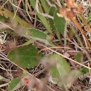 Goodenia hederacea subsp. hederacea at Gundaroo, NSW - 11 Nov 2024 08:49 AM