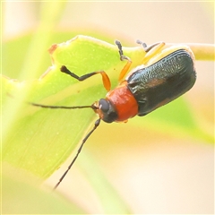 Aporocera (Aporocera) viridipennis (A leaf beetle) at Gundaroo, NSW - 10 Nov 2024 by ConBoekel