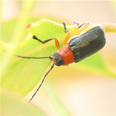 Aporocera (Aporocera) viridipennis (A leaf beetle) at Gundaroo, NSW - 10 Nov 2024 by ConBoekel