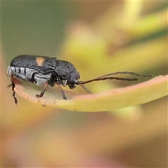 Aporocera sp. (genus) (Unidentified Aporocera leaf beetle) at Gundaroo, NSW - 10 Nov 2024 by ConBoekel