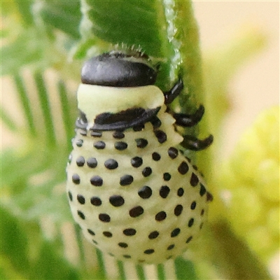 Dicranosterna immaculata (Acacia leaf beetle) at Gundaroo, NSW - 10 Nov 2024 by ConBoekel