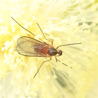 Cecidomyiidae (family) (Gall gnat) at Gundaroo, NSW - 11 Nov 2024 by ConBoekel