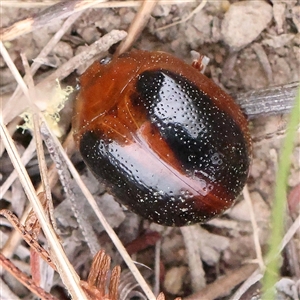 Dicranosterna immaculata at Gundaroo, NSW - 11 Nov 2024