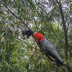 Callocephalon fimbriatum (Gang-gang Cockatoo) at Cook, ACT - 13 Nov 2024 by LuluBird