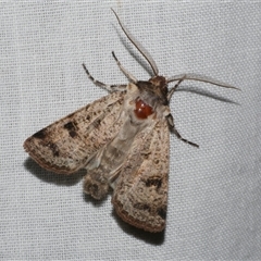 Agrotis porphyricollis (Variable Cutworm) at Freshwater Creek, VIC - 4 Nov 2024 by WendyEM