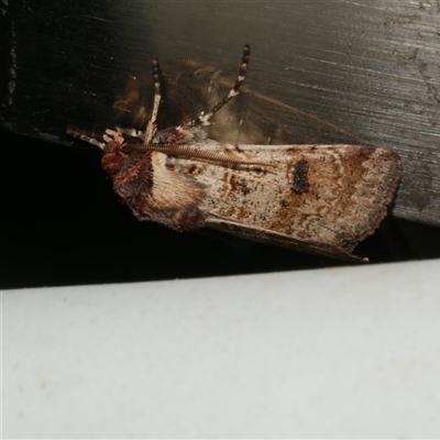 Agrotis porphyricollis (Variable Cutworm) at Freshwater Creek, VIC - 4 Nov 2024 by WendyEM