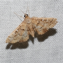 Nacoleia rhoeoalis (A Crambid moth (Spilomelinae) at Freshwater Creek, VIC - 4 Nov 2024 by WendyEM