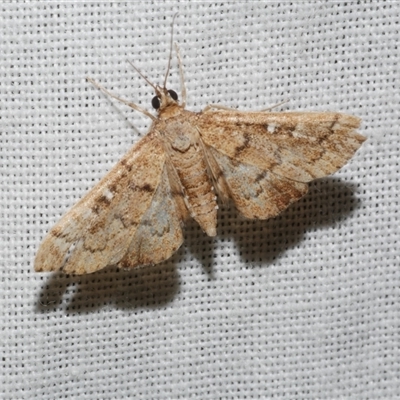 Nacoleia rhoeoalis (A Crambid moth (Spilomelinae) at Freshwater Creek, VIC - 4 Nov 2024 by WendyEM
