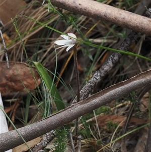 Caladenia alpina at Brindabella, ACT - 9 Nov 2024