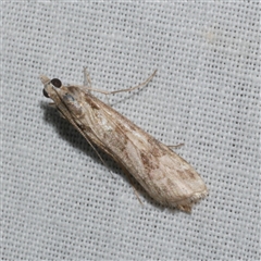 Nomophila corticalis (A Crambid moth (Spilomelinae) at Freshwater Creek, VIC - 4 Nov 2024 by WendyEM
