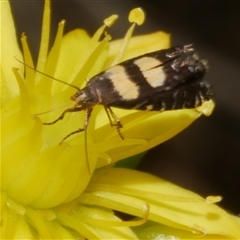 Glyphipterix chrysoplanetis (A Sedge Moth) at Freshwater Creek, VIC - 4 Nov 2024 by WendyEM