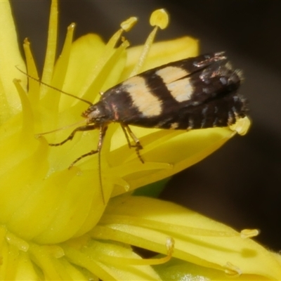 Glyphipterix chrysoplanetis (A Sedge Moth) at Freshwater Creek, VIC - 4 Nov 2024 by WendyEM