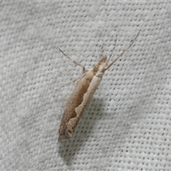 Plutella xylostella (Diamondback Moth) at Freshwater Creek, VIC - 4 Nov 2024 by WendyEM