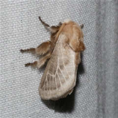 Doratifera pinguis (Pale Cup Moth) at Freshwater Creek, VIC - 4 Nov 2024 by WendyEM