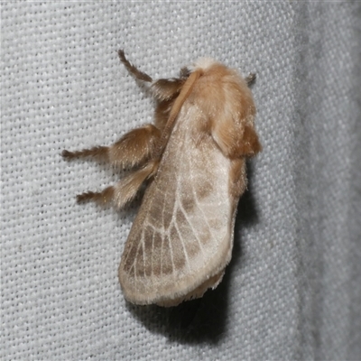 Doratifera pinguis (Pale Cup Moth) at Freshwater Creek, VIC - 5 Nov 2024 by WendyEM