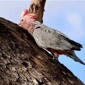 Eolophus roseicapilla at Hughes, ACT - 14 Nov 2024 04:59 PM