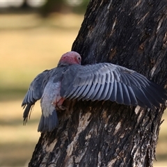 Eolophus roseicapilla at Hughes, ACT - 14 Nov 2024 04:59 PM