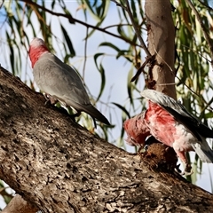 Eolophus roseicapilla at Hughes, ACT - 14 Nov 2024