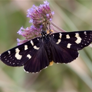 Phalaenoides tristifica at Strathnairn, ACT - 21 Jan 2023