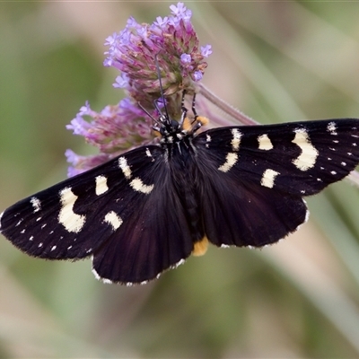 Phalaenoides tristifica (Willow-herb Day-moth) at Strathnairn, ACT - 21 Jan 2023 by KorinneM