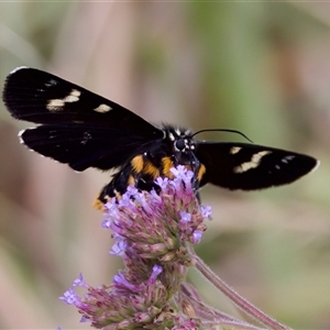 Phalaenoides tristifica at Strathnairn, ACT - 21 Jan 2023