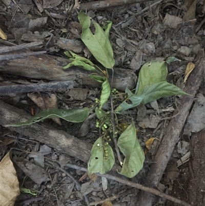 Macaranga polyadenia at Edge Hill, QLD - 14 Nov 2024 by JasonPStewartNMsnc2016