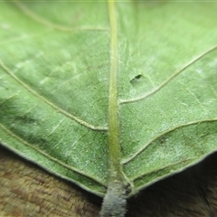 Macaranga polyadenia at Edge Hill, QLD - 14 Nov 2024 06:05 PM