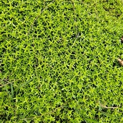 Crassula helmsii (Swamp Stonecrop) at Nicholls, ACT - 15 Nov 2024 by Jiggy