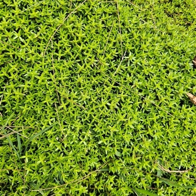 Crassula helmsii (Swamp Stonecrop) at Nicholls, ACT - 14 Nov 2024 by Jiggy