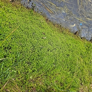 Crassula helmsii at Nicholls, ACT - 15 Nov 2024 08:01 AM