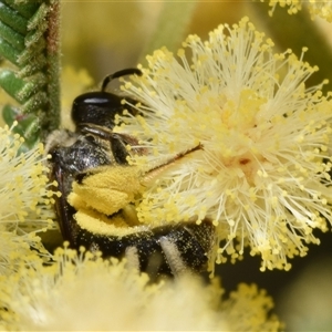 Lasioglossum (Chilalictus) sp. (genus & subgenus) at Jerrabomberra, NSW - 9 Nov 2024