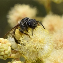 Lasioglossum (Chilalictus) sp. (genus & subgenus) at Jerrabomberra, NSW - 9 Nov 2024