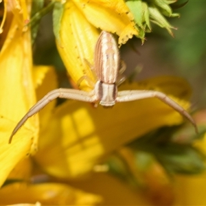 Runcinia insecta at Karabar, NSW - 9 Nov 2024