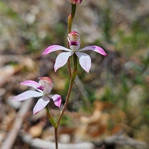 Caladenia moschata at Mount Clear, ACT - 12 Nov 2024