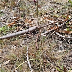 Caladenia moschata at Mount Clear, ACT - 12 Nov 2024