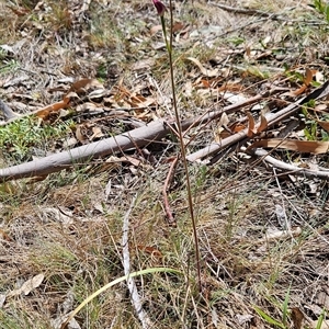 Caladenia moschata at Mount Clear, ACT - 12 Nov 2024