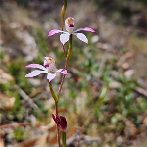 Caladenia moschata at Mount Clear, ACT - 12 Nov 2024