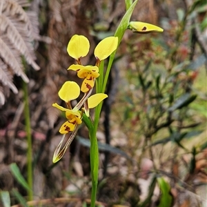 Diuris sulphurea at Uriarra Village, ACT - suppressed