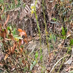 Diuris sulphurea at Uriarra Village, ACT - suppressed