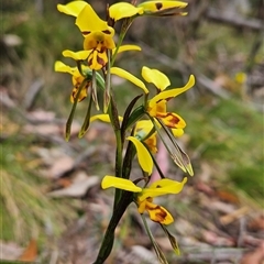 Diuris sulphurea (Tiger Orchid) at Uriarra Village, ACT - 14 Nov 2024 by BethanyDunne