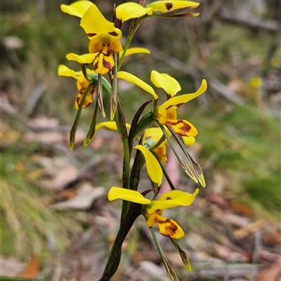 Diuris sulphurea (Tiger Orchid) at Uriarra Village, ACT - 14 Nov 2024 by BethanyDunne