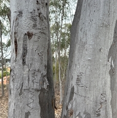 Eucalyptus rossii (Inland Scribbly Gum) at Karabar, NSW - 14 Nov 2024 by fulfy