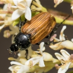 Phyllotocus rufipennis (Nectar scarab) at Hawker, ACT - 11 Nov 2024 by AlisonMilton