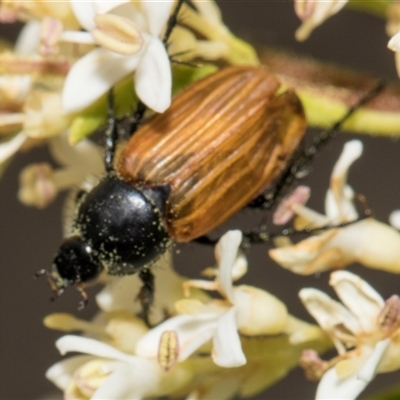 Phyllotocus sp. (genus) (Nectar scarab) at Hawker, ACT - 10 Nov 2024 by AlisonMilton