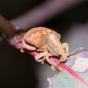 Gonipterus scutellatus at Hawker, ACT - 11 Nov 2024 08:20 AM